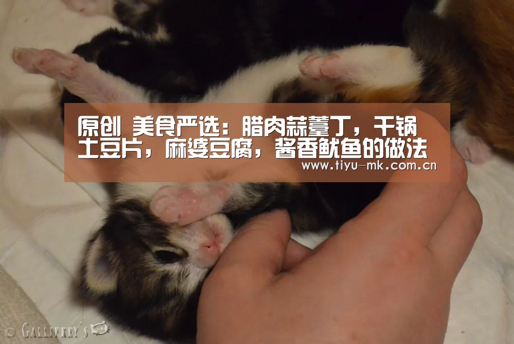 原创 美食严选:腊肉蒜薹丁,干锅土豆片,麻婆豆腐,酱香鱿鱼的做法“mk体育app”(图3) mk体育官方